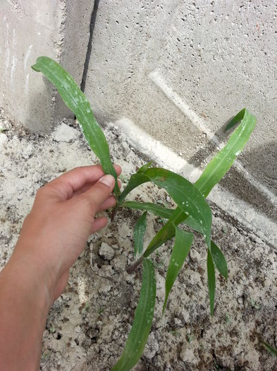 20150506_144940 - gradina 2015 vol 1