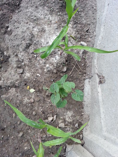 20150507_201758 - gradina 2015 vol 1