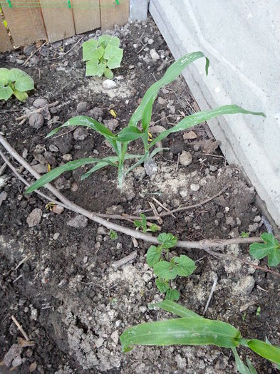 20150507_201822 - gradina 2015 vol 1