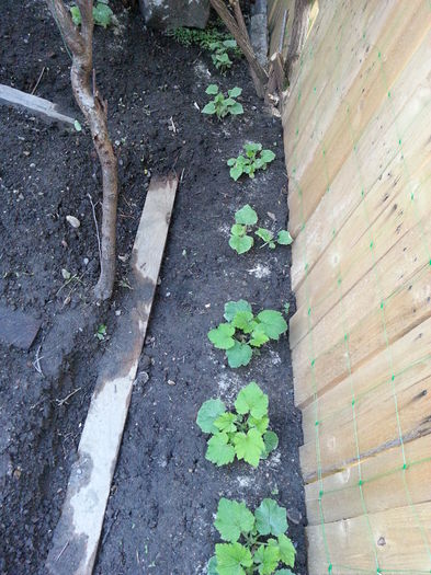 20150507_201956 - gradina 2015 vol 1