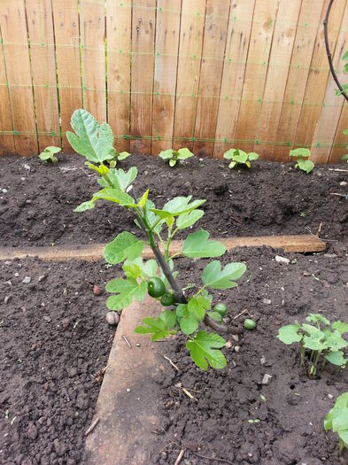 20150509_162024 - gradina 2015 vol 1