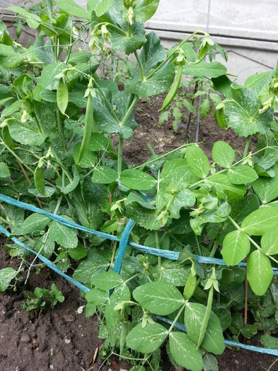 20150509_162048 - gradina 2015 vol 1