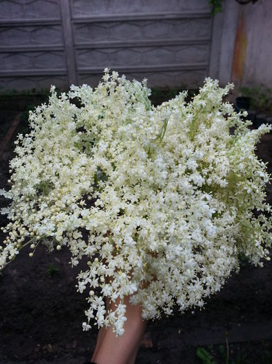 20150513_193520 - gradina 2015 vol 1