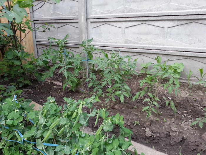 20150515_202549 - gradina 2015 vol 1