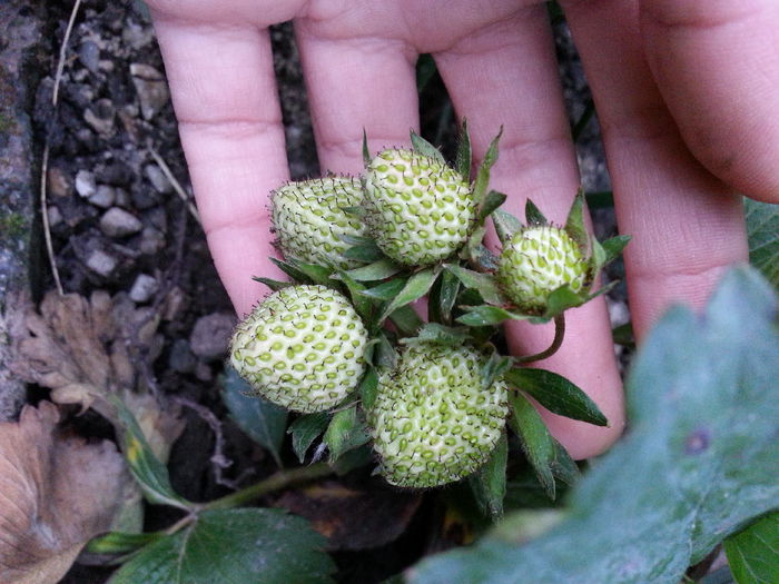 20150515_203530 - gradina 2015 vol 1