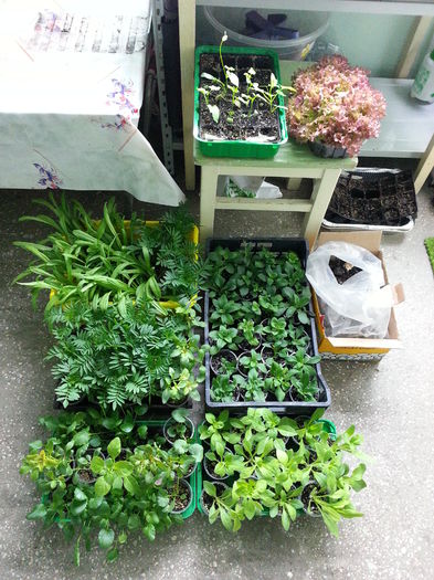 20150516_140217 - gradina 2015 vol 1