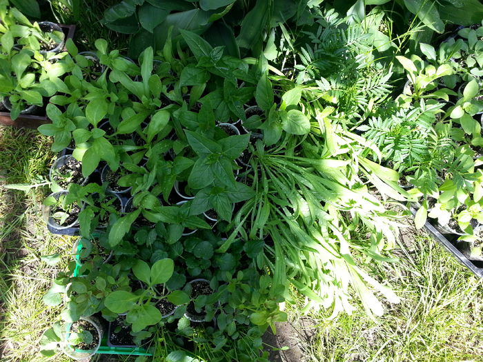 20150516_161124 - gradina 2015 vol 1