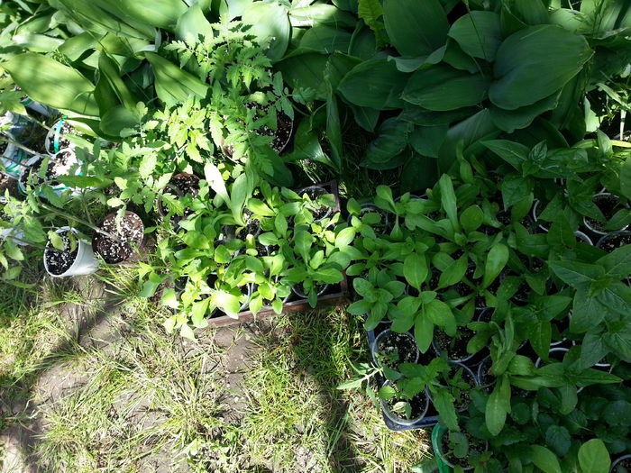 20150516_161127 - gradina 2015 vol 1