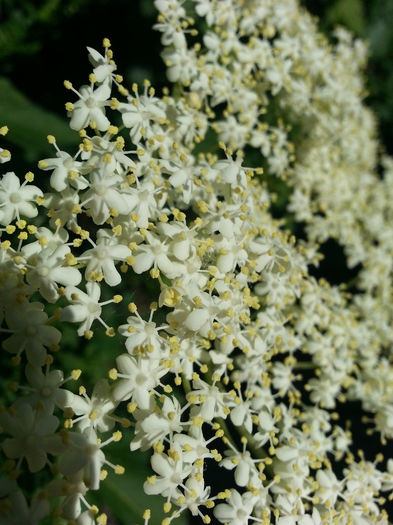 20150516_164655 - gradina 2015 vol 1