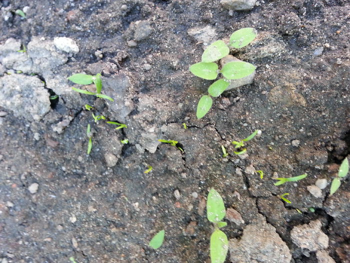 20150516_174814 - gradina 2015 vol 1