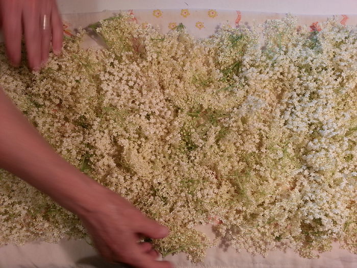 20150516_200028 - gradina 2015 vol 1