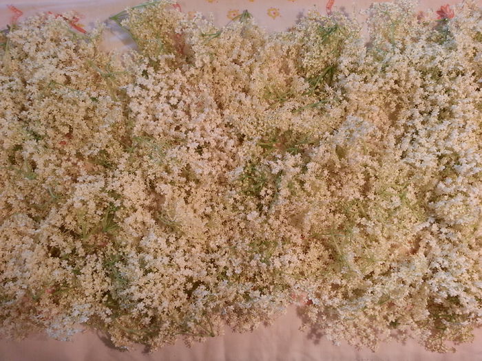 20150516_200036 - gradina 2015 vol 1