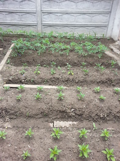 20150517_132655 - gradina 2015 vol 1