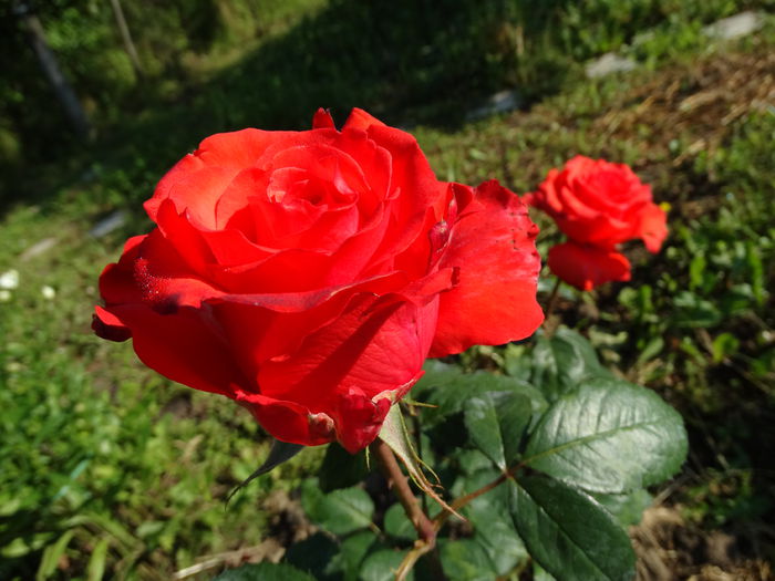 DSC09077