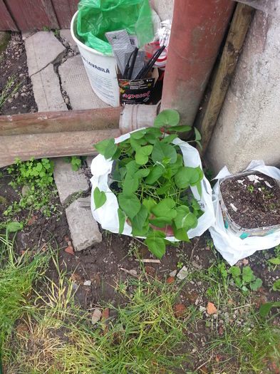 20150517_155152 - gradina 2015 vol 1