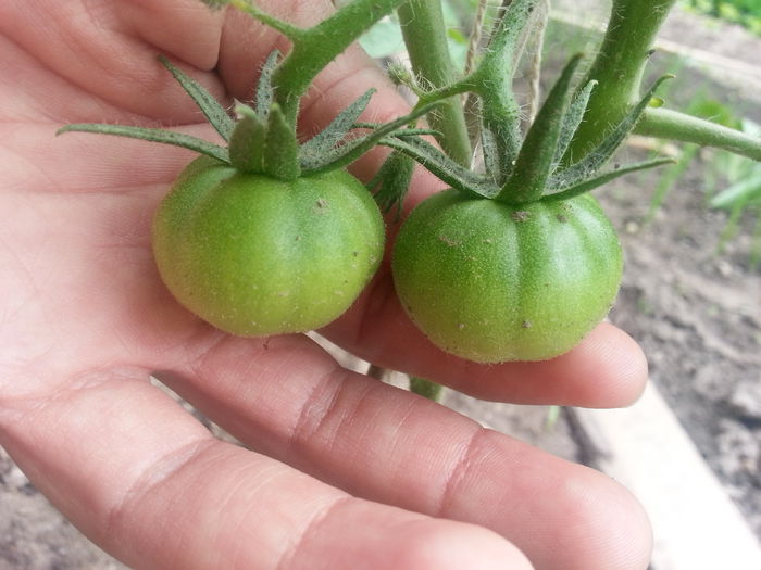 20150517_155434 - gradina 2015 vol 1