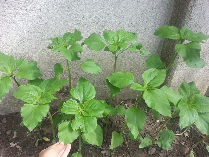 20150517_155603 - gradina 2015 vol 1