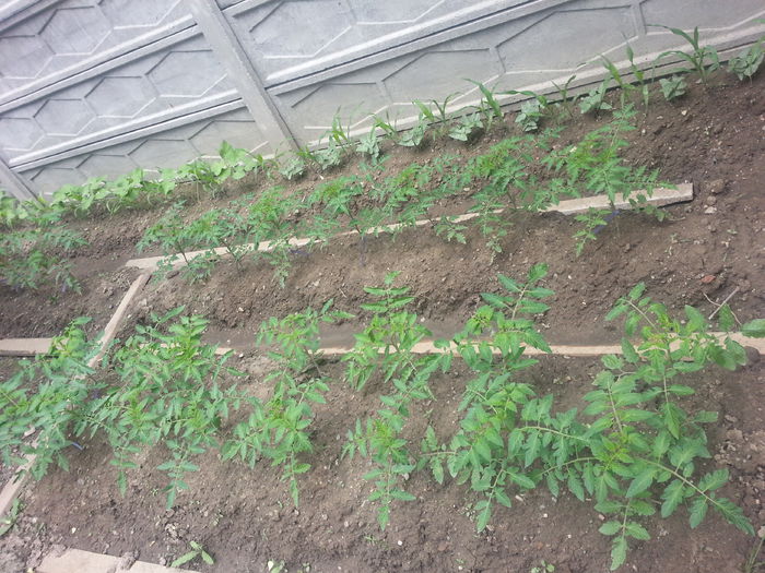 20150517_155806 - gradina 2015 vol 1