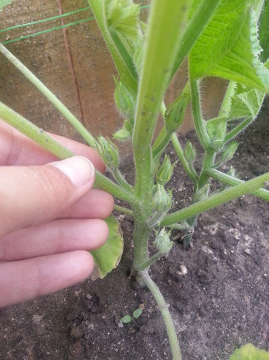 20150517_155945 - gradina 2015 vol 1