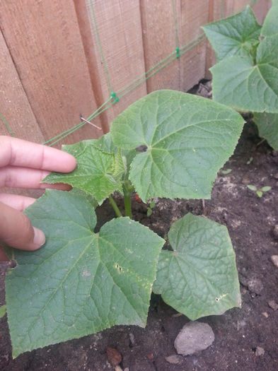 20150517_155958 - gradina 2015 vol 1