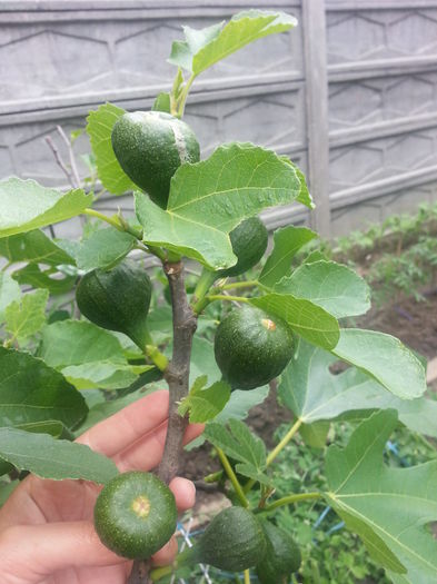 20150517_160040 - gradina 2015 vol 1