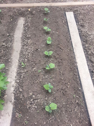 20150517_160102 - gradina 2015 vol 1