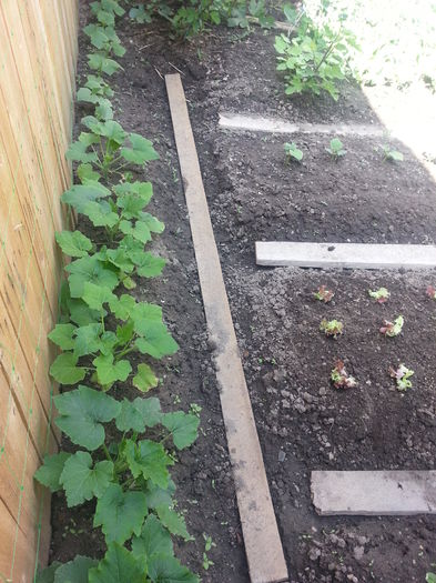 20150517_165436 - gradina 2015 vol 1