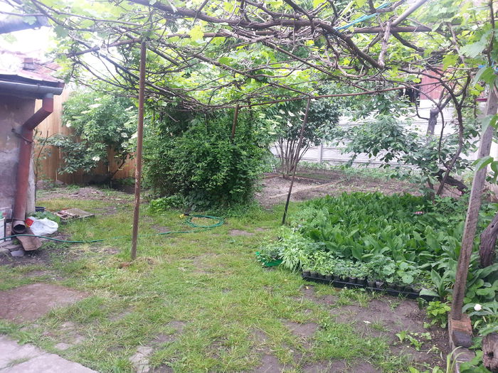 20150517_172555 - gradina 2015 vol 1