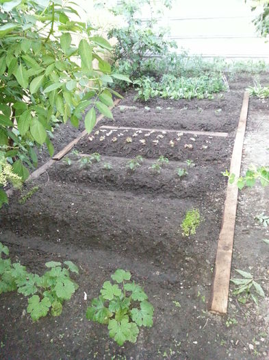 20150518_205033 - gradina 2015 vol 1