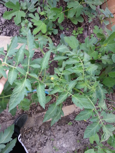 20150520_192000 - gradina 2015 vol 1