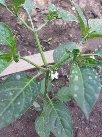 20150524_174353 - gradina 2015 vol 1