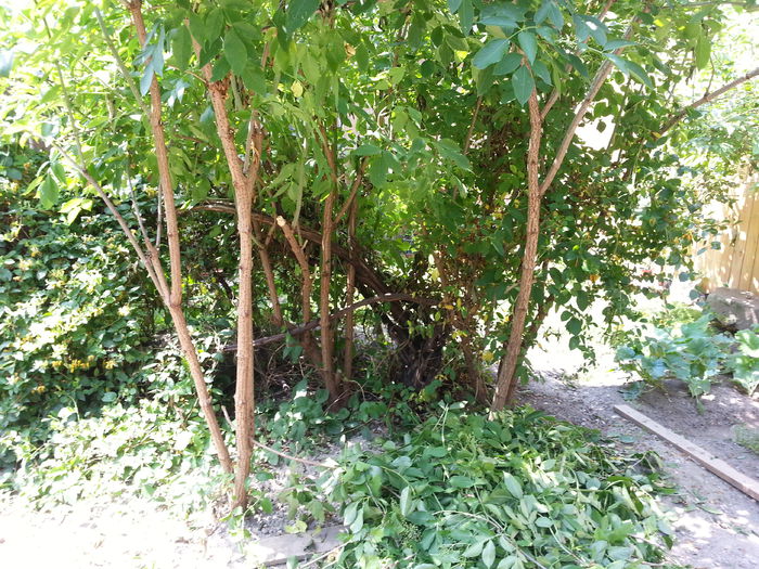 20150613_124944 - gradina 2015 vol 2