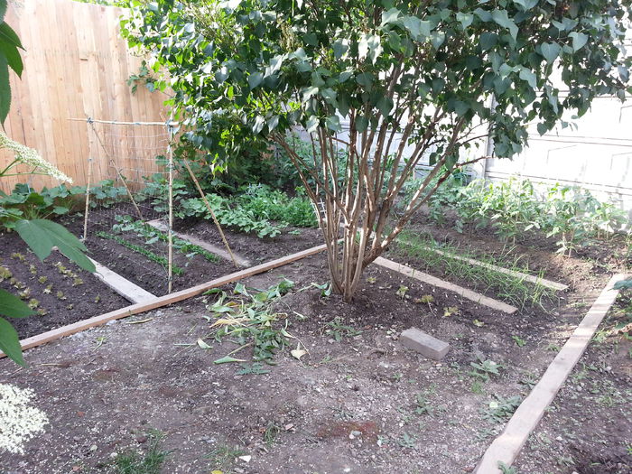 20150524_185017 - gradina 2015 vol 1