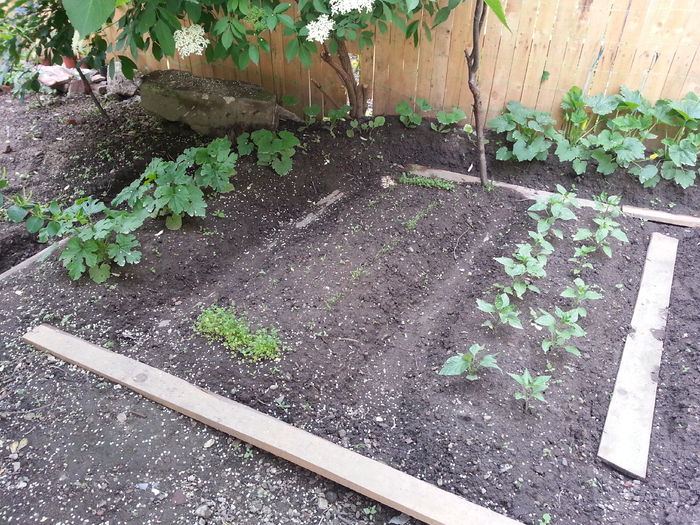 20150524_185022 - gradina 2015 vol 1