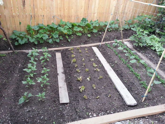 20150524_185026 - gradina 2015 vol 1