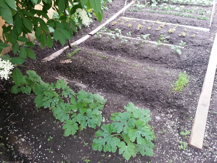 20150524_185053 - gradina 2015 vol 1