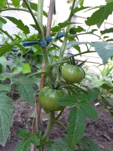 20150524_185155 - gradina 2015 vol 1