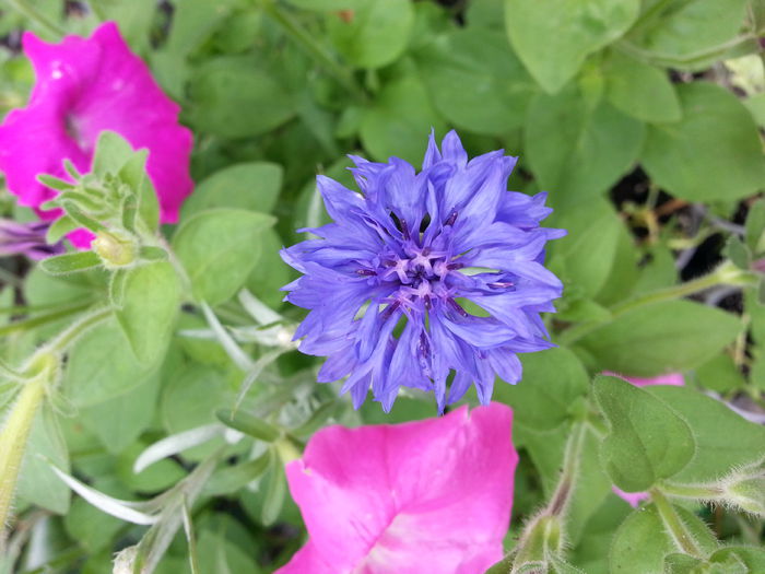 20150616_141651 - gradina 2015 vol 2