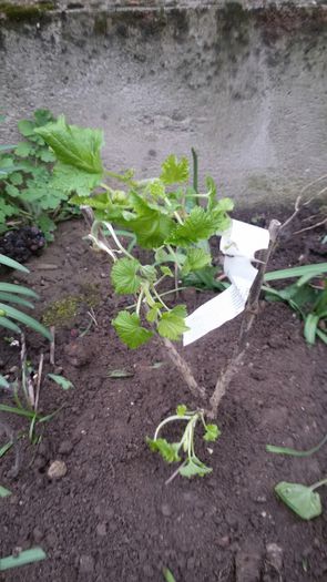 image-1ffd017f28b6951a7b03f4ff76131acfb88b003b29b33d3dc5b207a79e7f88ac-V