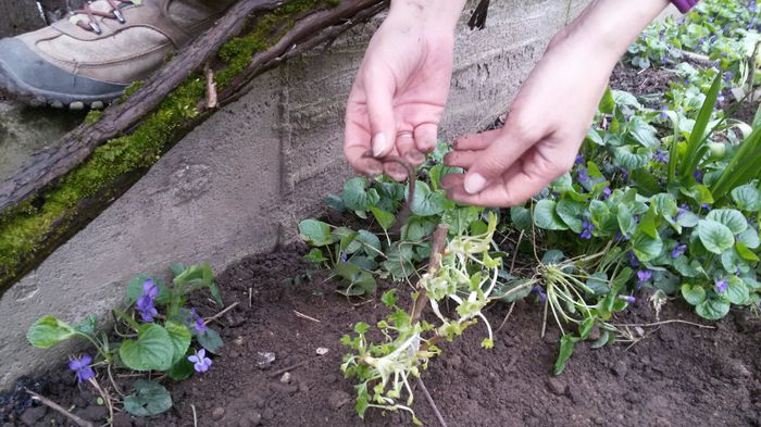 image-2d9627d02ecd19ab695dc8663e9fe1918d3322dfe62cd1bf7fd667a77a00ab25-V