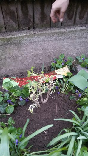 image-7a2c37ef925243ce450660290e0e771f82a40ed3570812b02587f1567dbfbc4f-V