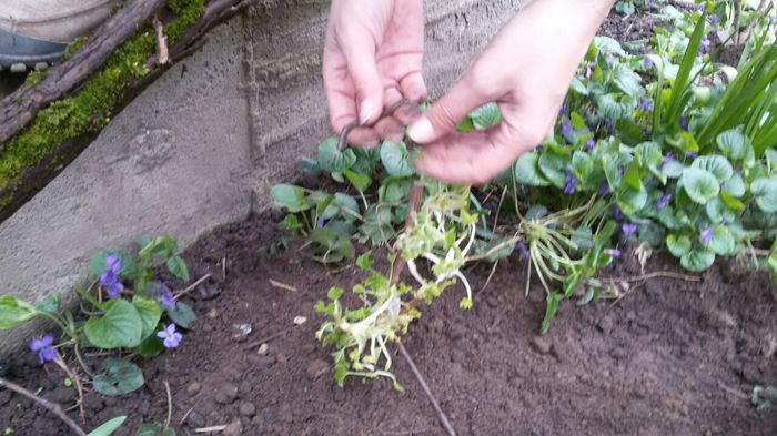 image-53aafa73777869dd6afa2b4cd53896245f92a8d6f9b5b98dded9b1397bd18e0e-V