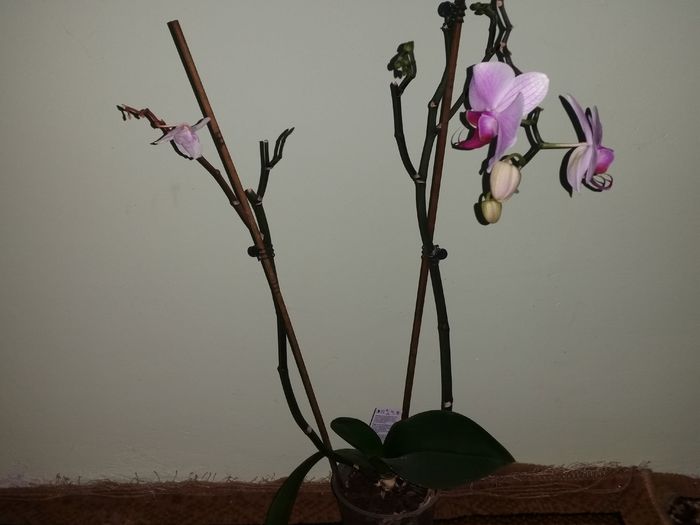  - phalaenopsis