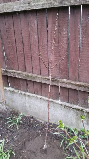 image-c1f117aadf0c2c9bd15c4dc461f745342ac673f9a7216a22c2dcab01739af42f-V