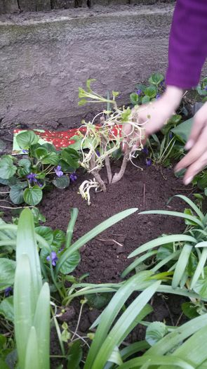 image-c90d27aca6eb67d9fe80e86d32cb7aebb90172c2da65de8f9b4ed9b2f1efe6fa-V