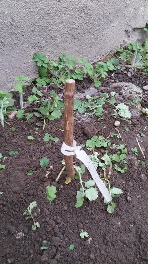 image-dfaa8769b453221531654439e0889f7b64dfb978def2e13a9e4810be7f38dc77-V