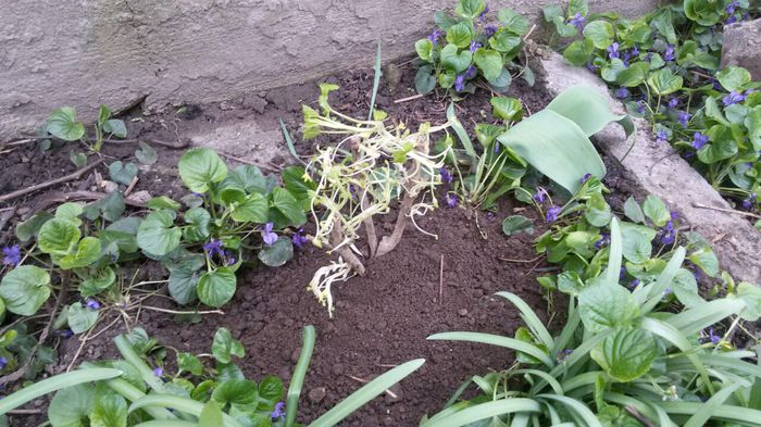 image-e8a167f40eee828ab30ec12acfb2cb4b99662de4cfbdfa99c74cc986a9020c49-V