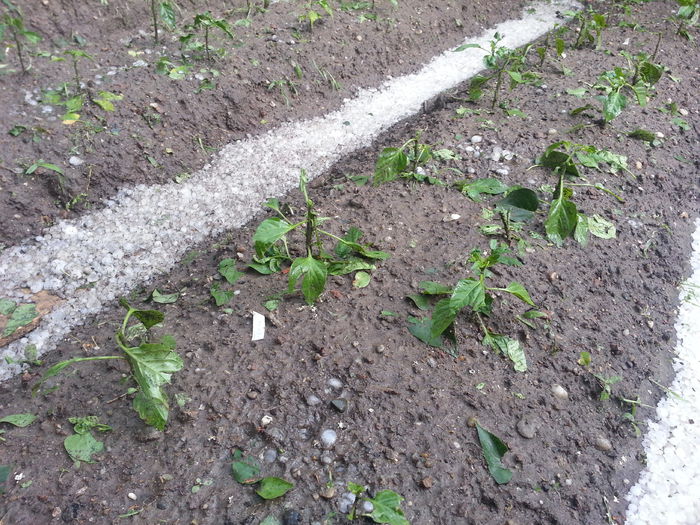 20150525_165204 - gradina 2015 vol 1