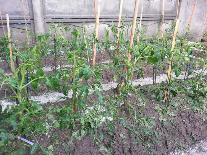 20150525_165218 - gradina 2015 vol 1