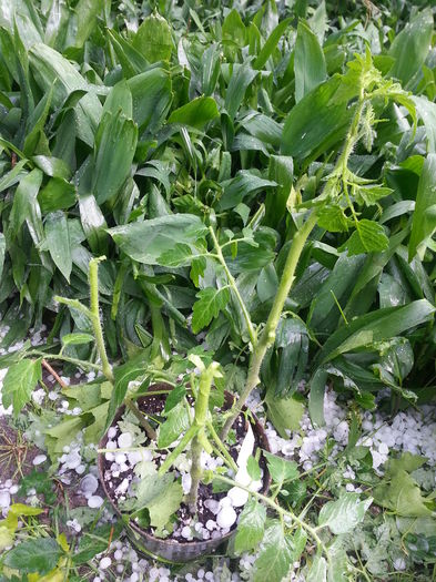 20150525_165245 - gradina 2015 vol 1